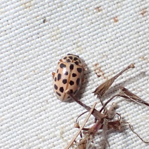 Anisosticta novemdecimpunctata